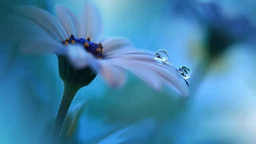 Bức ảnh cánh hoa có giọt nước đẹp tinh tế và đầy nghệ thuật