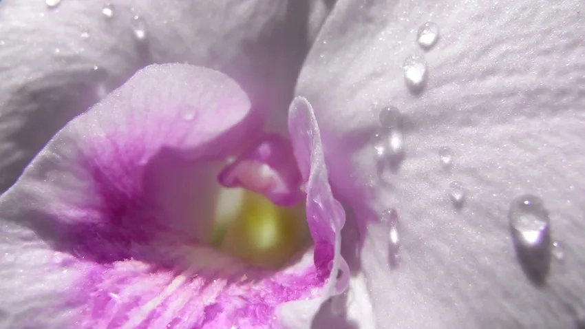 Thủ thuật chụp ảnh giọt nước trên hoa cải thiện bố cục và ánh sáng