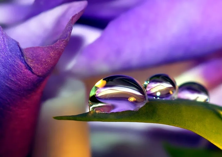 Hiệu ứng ánh sáng giọt nước hoa làm bức ảnh thêm lung linh sống động