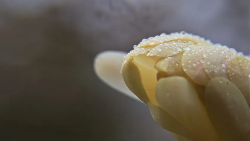 Ống kính macro chụp giọt nước trên hoa cho ảnh cận cảnh rõ nét