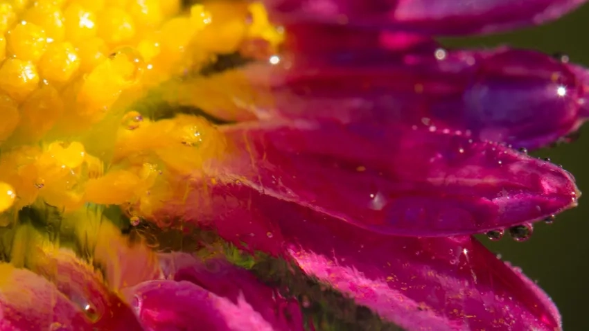 Ảnh hoa với giọt sương mùa sáng mang đến cảm giác trong lành tươi mới