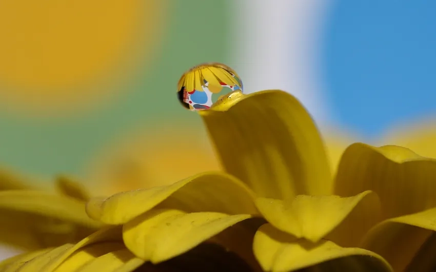 Tuyển tập ảnh hoa giọt nước ghi lại vẻ đẹp tinh khiết và lung linh