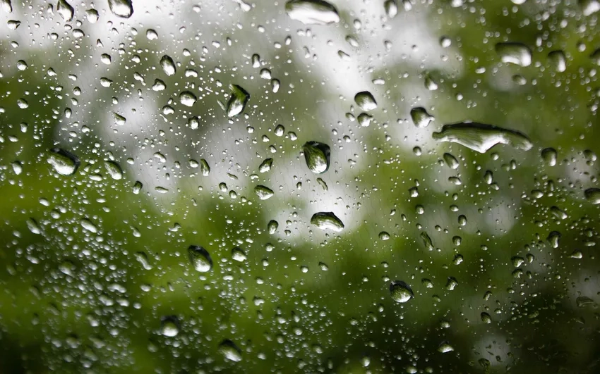 Chiêm ngưỡng ảnh giọt nước mưa trên lá xanh mướt