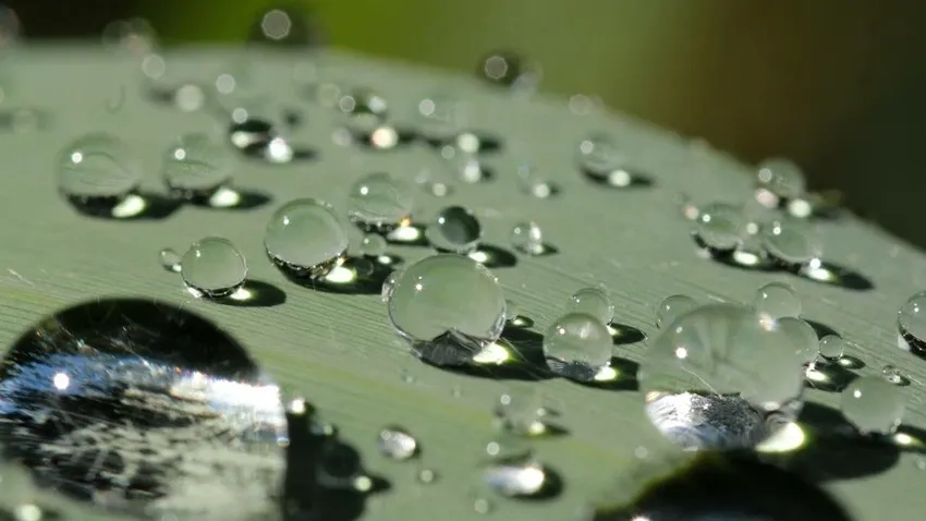 DSLR macro mưa rơi ghi lại từng giọt một cách tinh tế