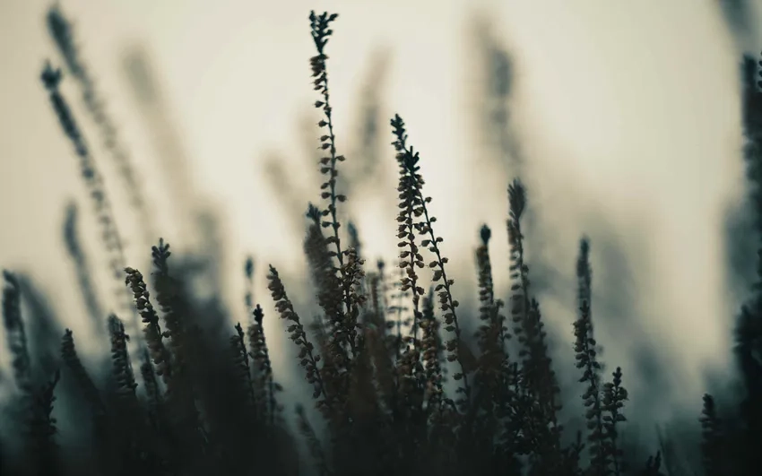 Cảm nhận chi tiết sống động qua ảnh thiên nhiên độ nét cao