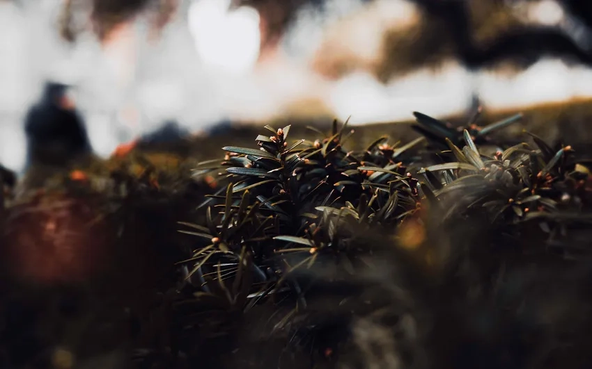 Hòa mình với thiên nhiên và nước qua hình nền nước + thiên nhiên