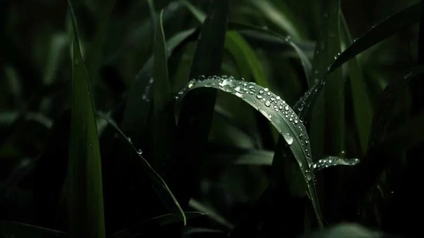 Hiệu ứng bokeh mềm mại làm nổi bật ảnh thiên nhiên bokeh