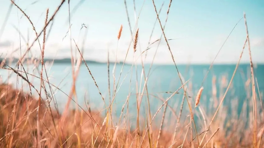 Chi tiết tuyệt đẹp từng chiếc lá với ảnh nền lá cây macro