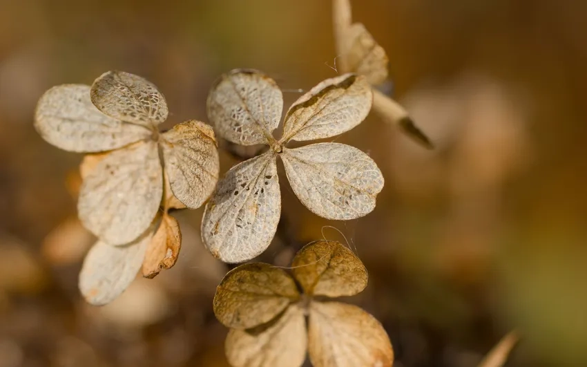 Khám phá vẻ đẹp sống động của hình nền thiên nhiên 4k đẹp