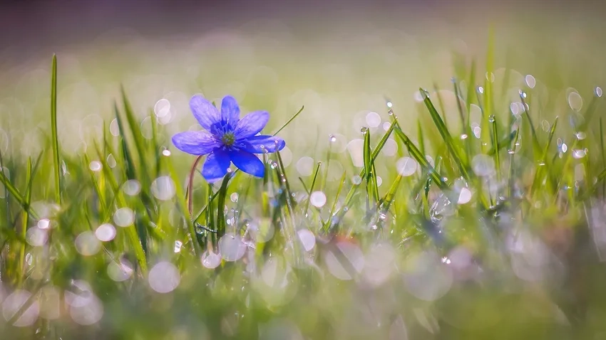 Khám phá ảnh macro phong cảnh nhỏ đầy sắc hoa dại macro