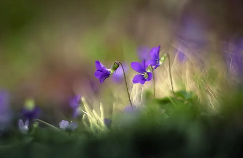 Sáng tạo ảnh hoa độc đáo với hoa dại macro tươi mới