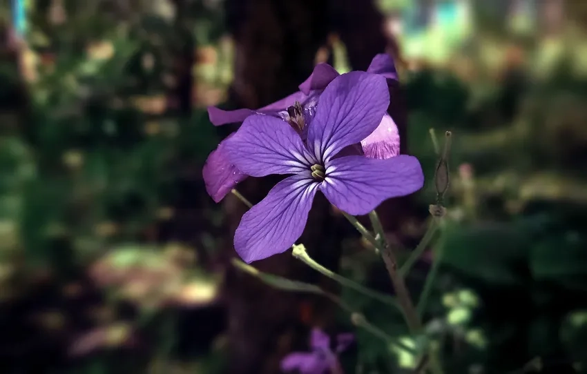 Ánh sáng tự nhiên macro làm nổi bật hoa dại macro sống động