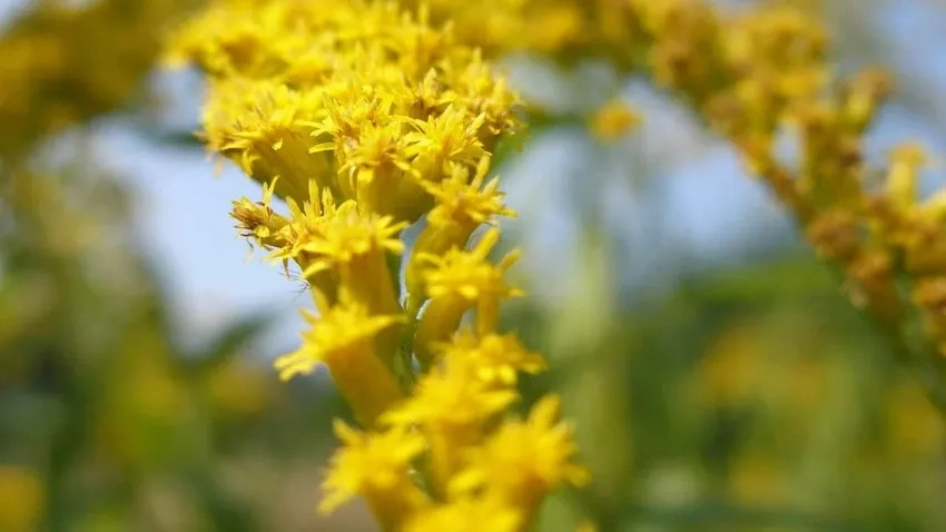 Hoa dại nền mờ mềm mại trong ảnh hoa dại macro