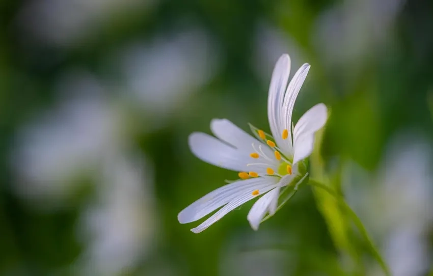 Hoa dại mùa xuân rực rỡ trong ánh sáng hoa dại macro