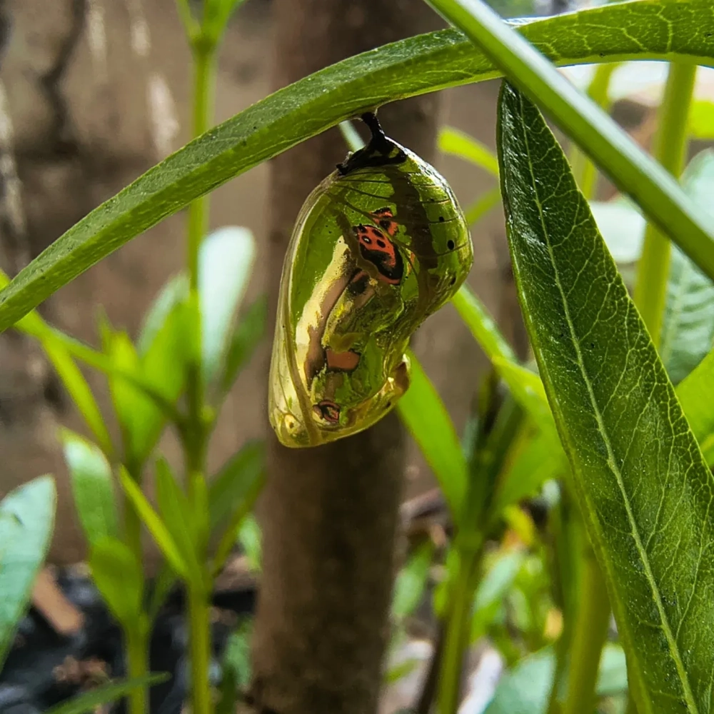 Sự biến đổi màu sắc của kén bướm trước khi nở