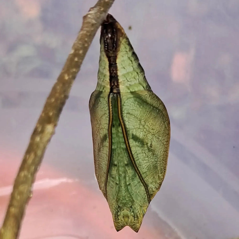 Bướm non bám vào vỏ kén sau khi vũ hóa