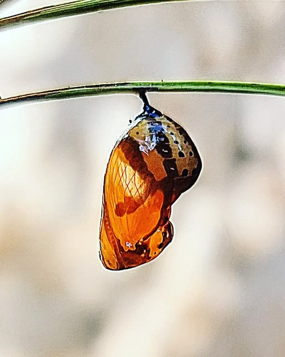 Thời gian bướm phá kén lúc bình minh