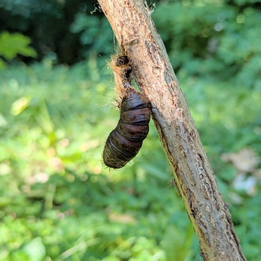 Kén bướm đêm treo ngược trên lá xanh