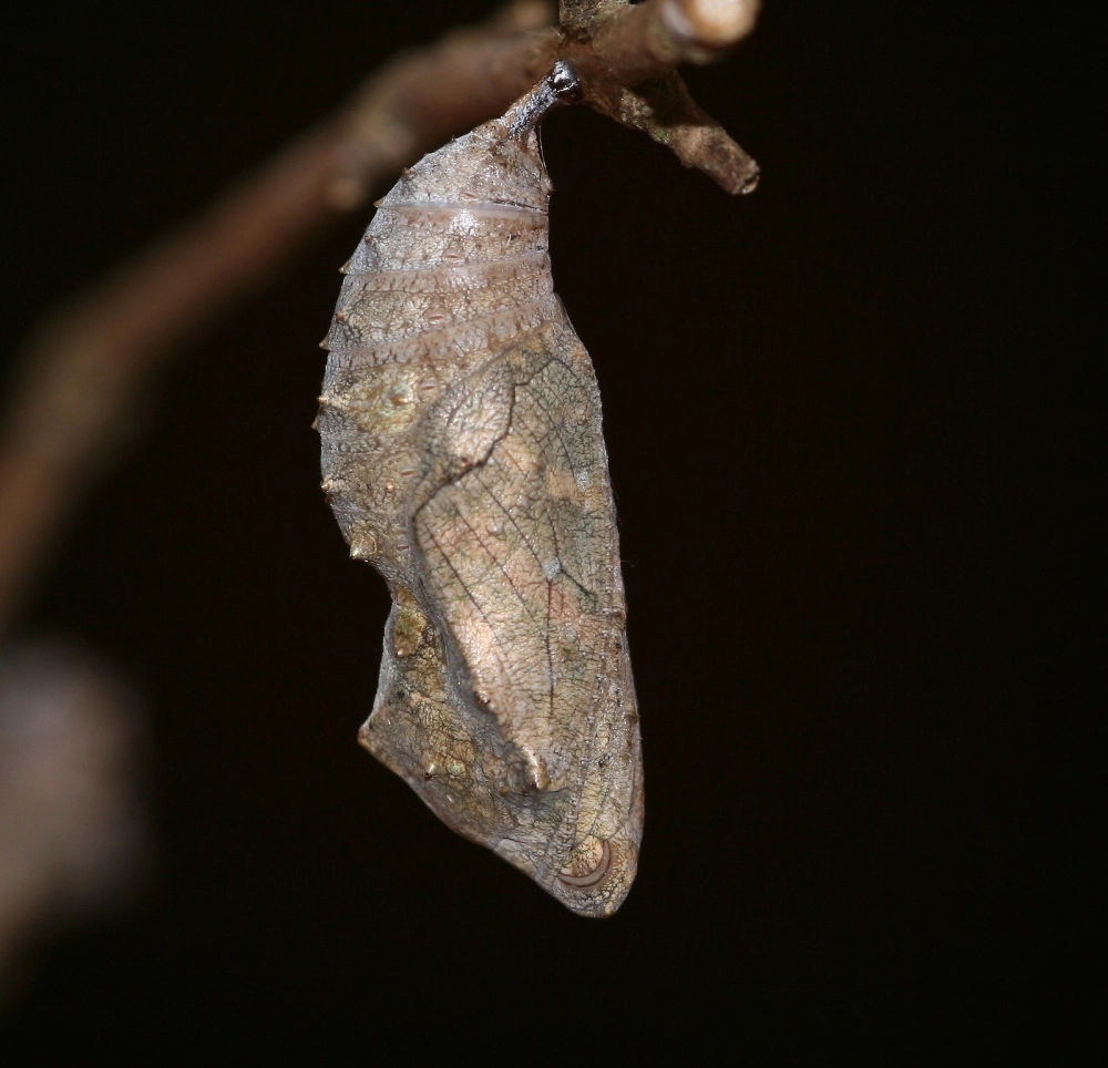 Hình ảnh bướm mới nở đang hong khô cánh