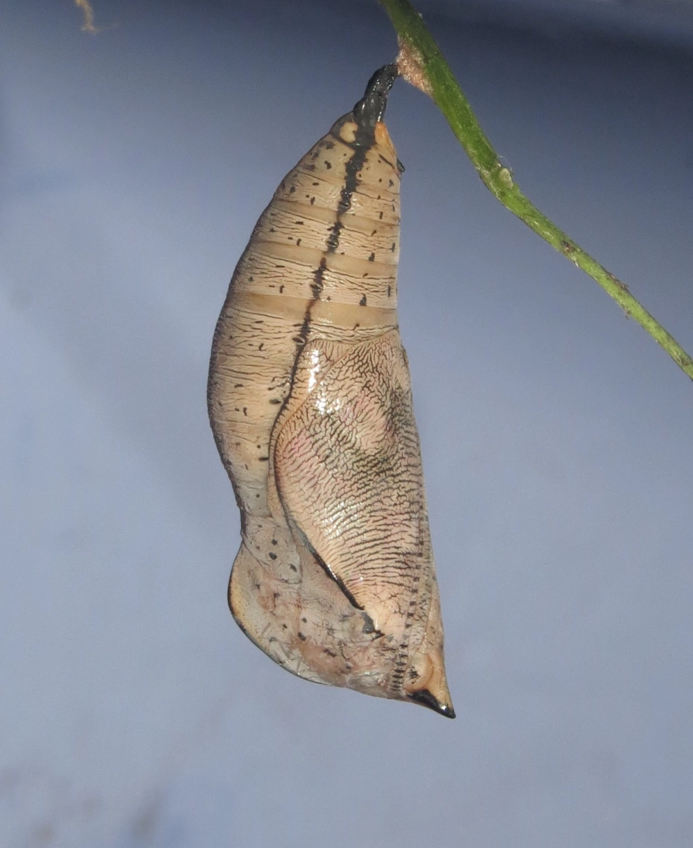 Khoảnh khắc bướm tách vỏ kén đầu tiên