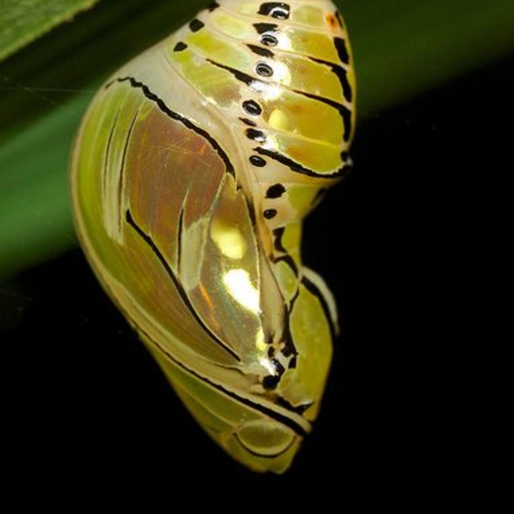 Kén bướm có hình dáng giống chiếc lá khô