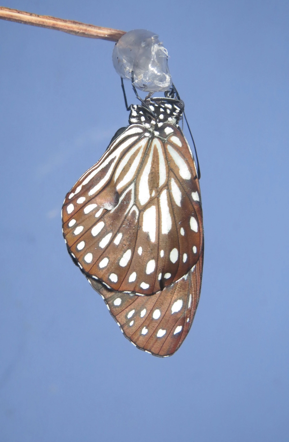 Sâu bướm làm kén trên cành cây khô