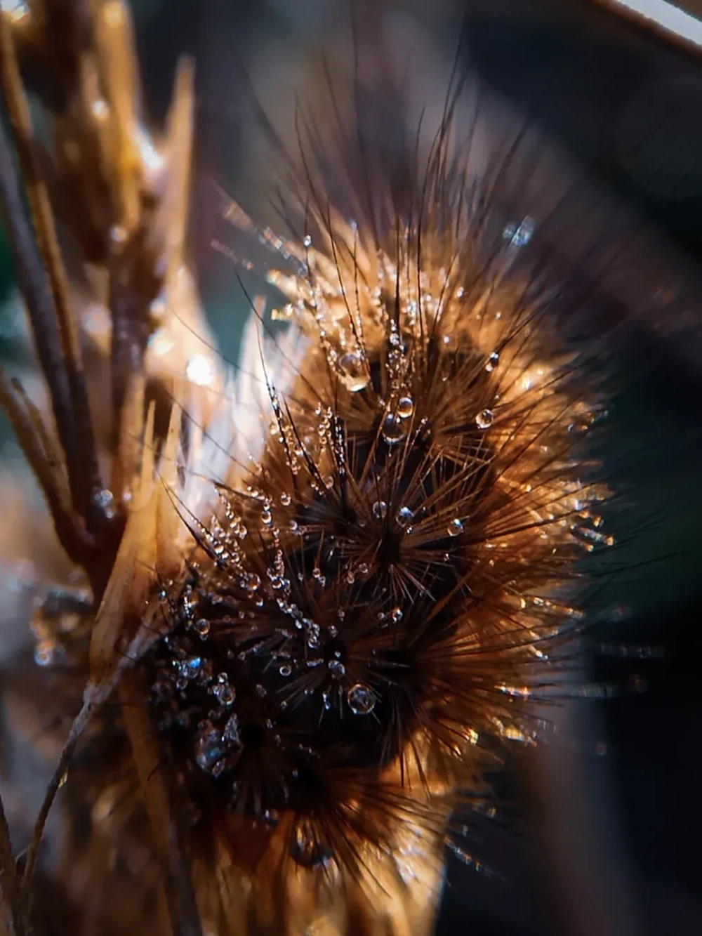 Sâu bướm độc với gai lưng màu đỏ rực rỡ