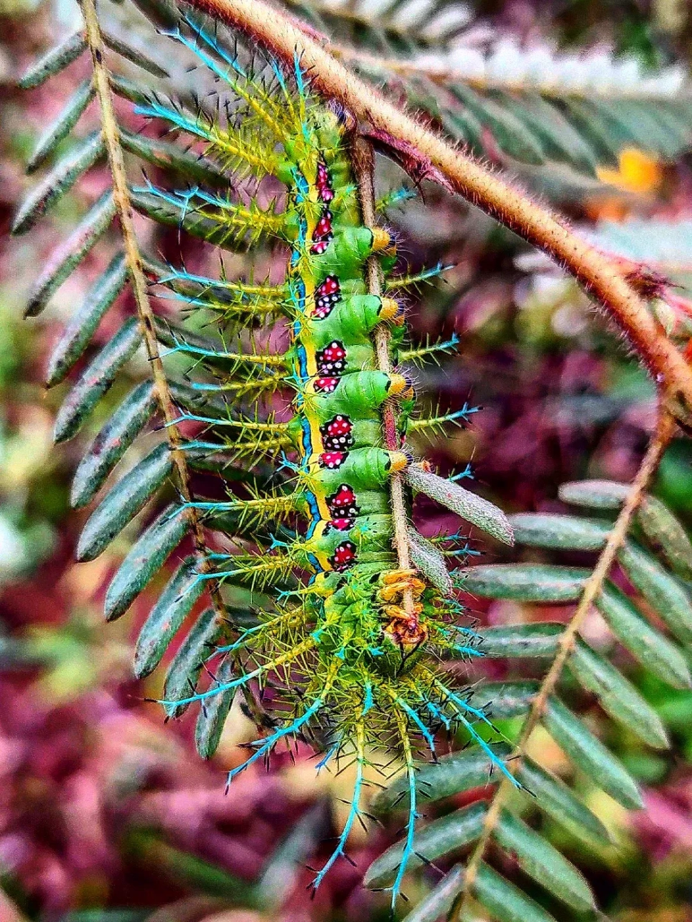 Lông tơ trên lưng sâu phản chiếu ánh sáng mặt trời lấp lánh