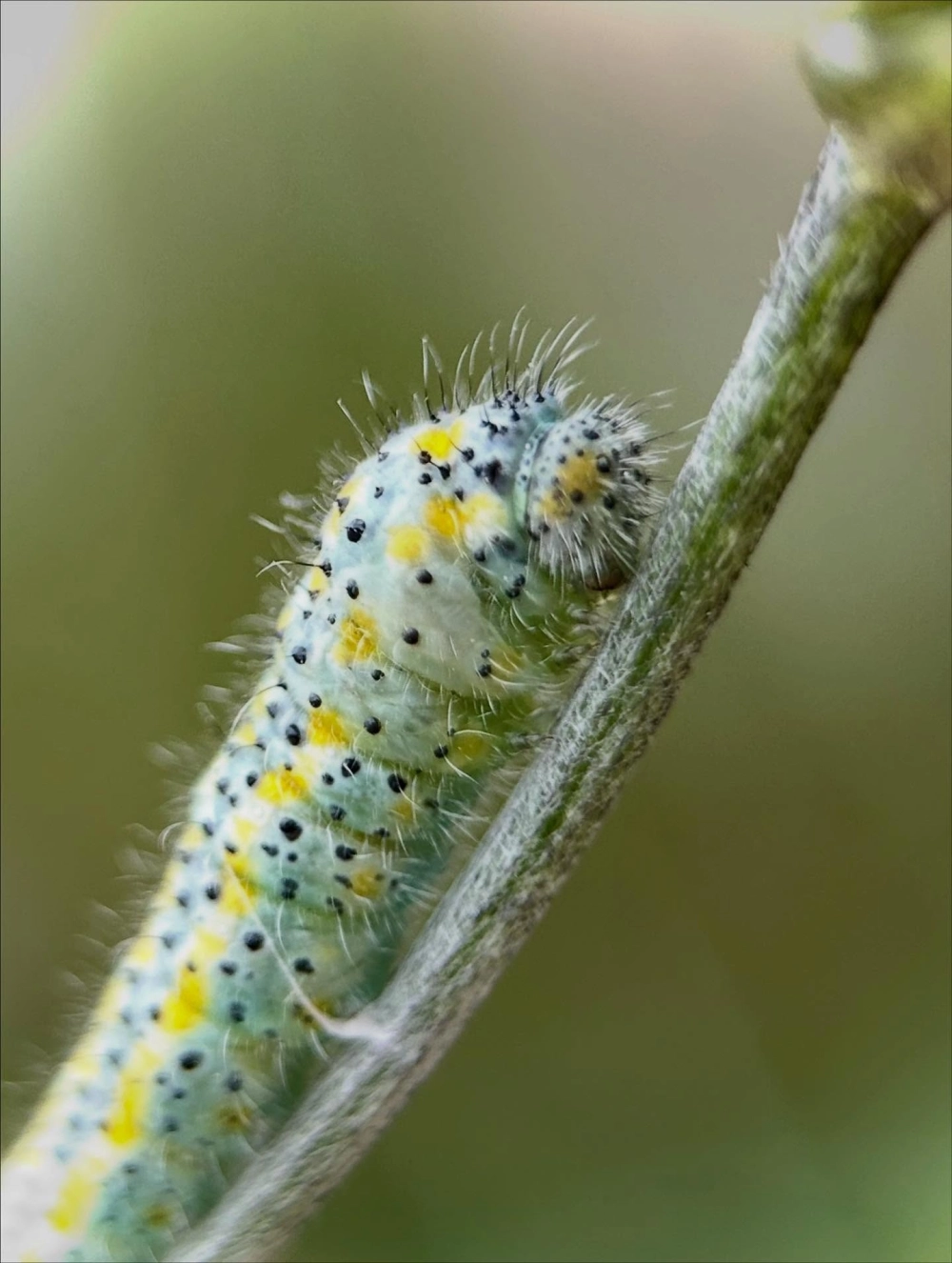 Sự tương phản màu sắc tuyệt đẹp trên thân sâu róm lông xù