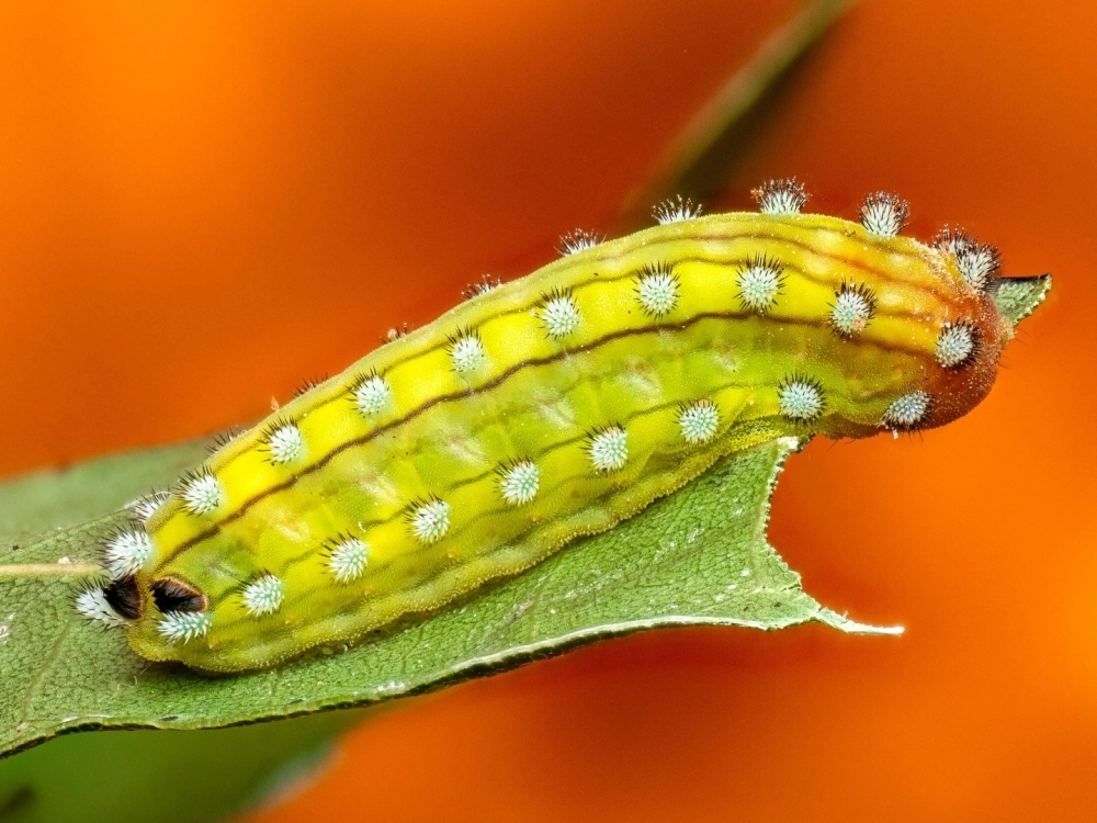 Kính hiển vi soi rõ từng sợi lông tơ trên lưng sâu