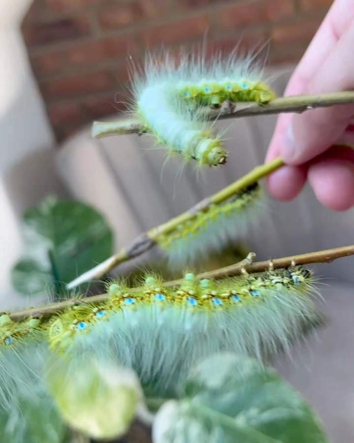 Sâu đo đang di chuyển uyển chuyển trên thân cây