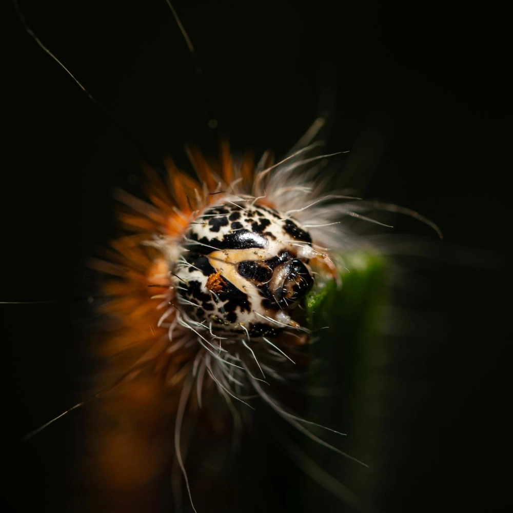 Sâu ăn lá cây hoa hồng với màu xanh ngọc bích