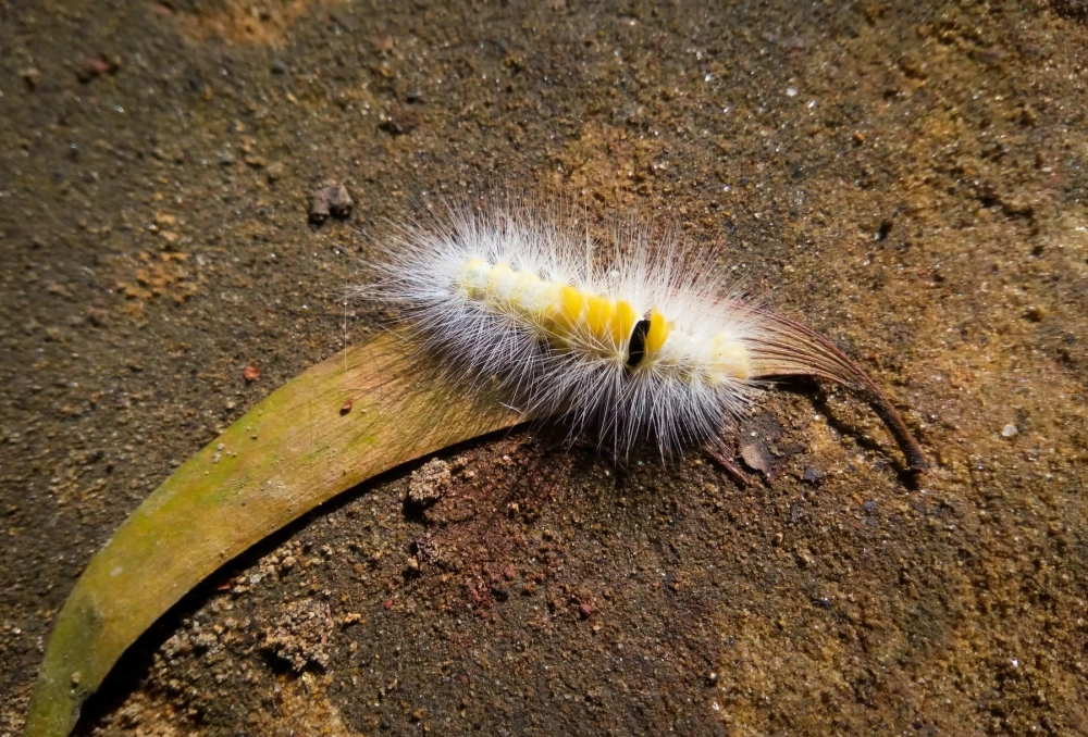 Sâu lông đen với bộ lông dày đặc bảo vệ cơ thể