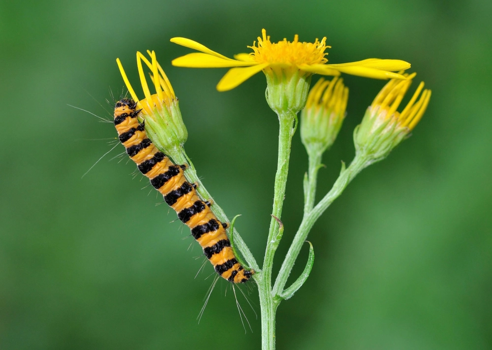 Gai nhọn trên lưng sâu bướm mặt quỷ nhìn cận cảnh