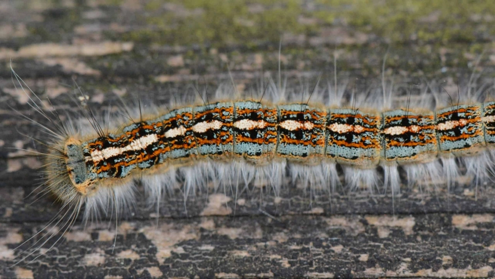 Vẻ đẹp lạ mắt của sâu bướm dạ quang trong màn đêm