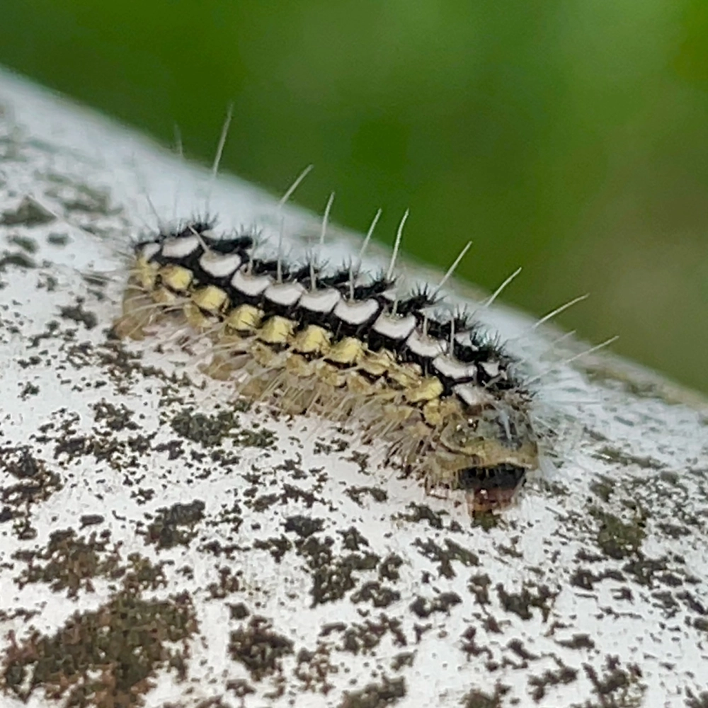 Chi tiết cấu tạo lông sâu róm dưới ống kính macro siêu nét