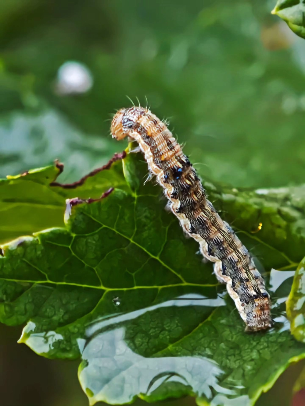Hình ảnh sâu róm lông xù đang bò trên lá cây xanh