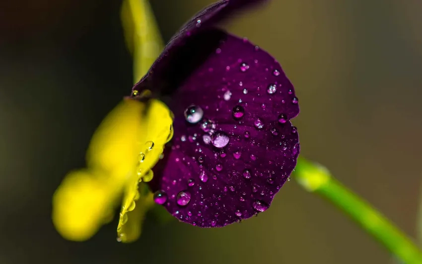 Nền hoa macro đẹp làm nổi bật từng chi tiết