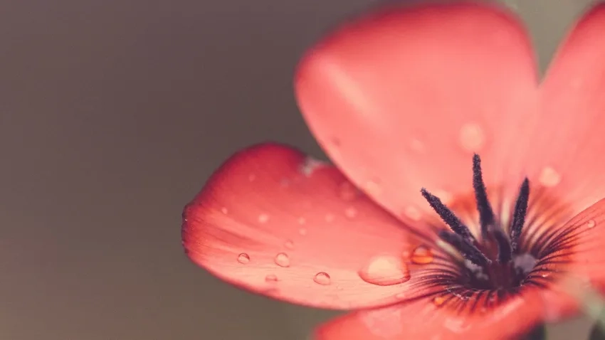 Ảnh macro hoa mùa xuân khoe sắc tinh khôi