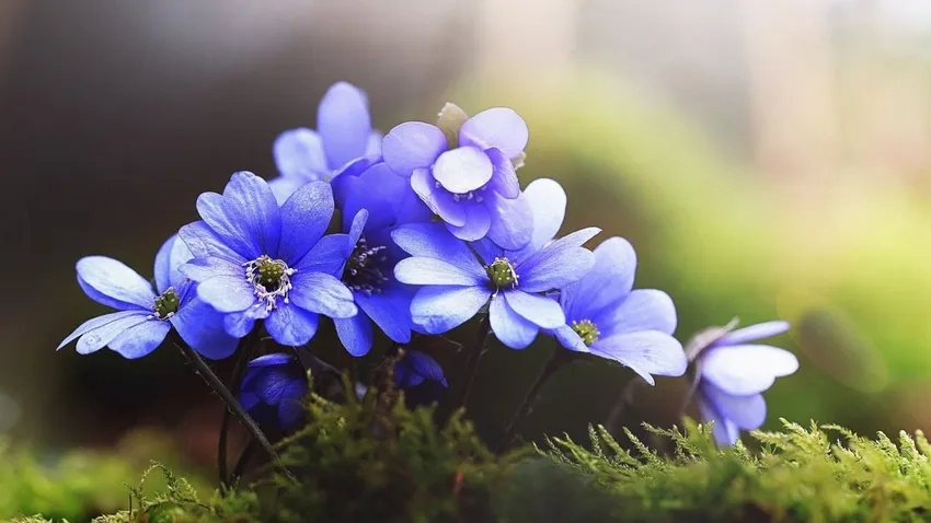 Ý tưởng chụp macro hoa mở ra góc nhìn mới