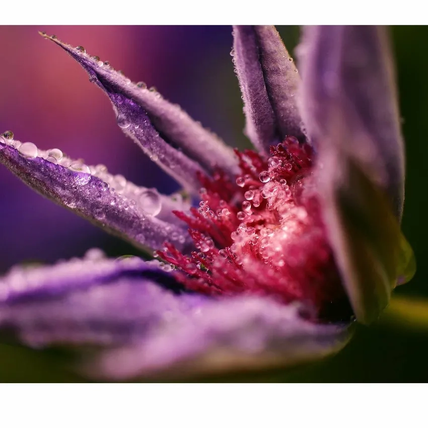 Ảnh macro hoa Việt Nam khoe sắc bản địa