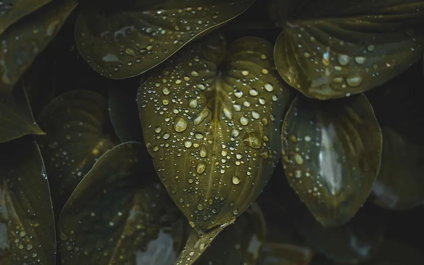 Giọt nước long lanh trên macro giọt nước trên lá