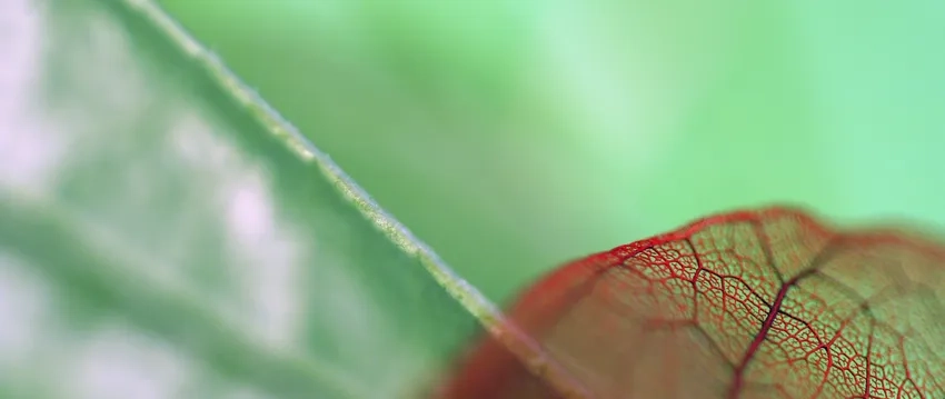 Góc nhìn gần gũi với ảnh close-up lá sống động