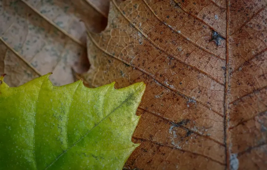 Thế giới vi mô hiện ra trong lá cây dưới kính macro