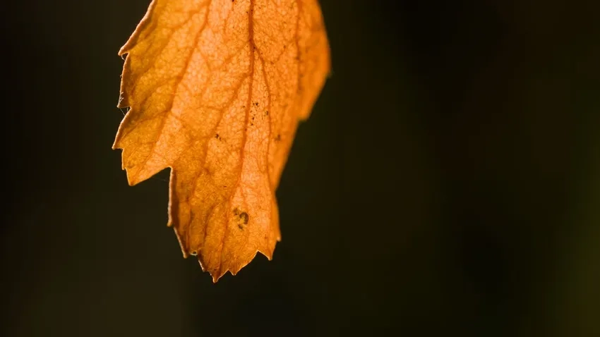 Màu sắc thu vàng rực rỡ trên macro lá mùa thu