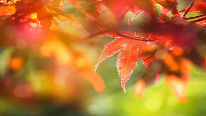 Sắc lá ướt mượt hiện lên trong macro lá ẩm