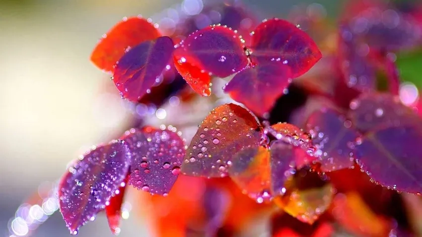 Sáng tạo hình ảnh độc đáo với macro lá cây nghệ thuật