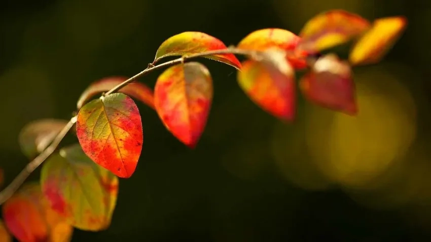 Tán lá chi tiết tinh tế trong macro tán lá