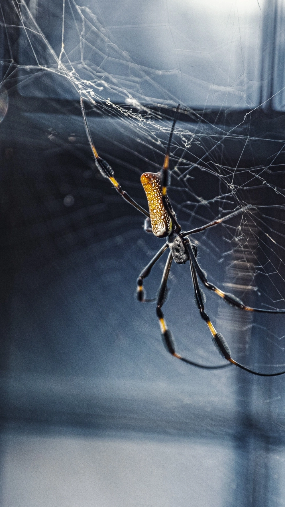 Thí nghiệm cho thấy tơ nhện chắc như thế nào so với thép