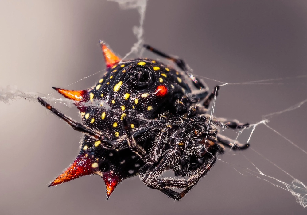 Chân nhện giăng tơ bám chắc vào các điểm neo